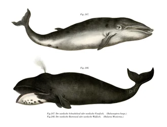 Finval, 1860